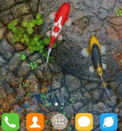 锦鲤池塘动态壁纸吾爱下载 1