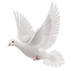 逍遥阁免费小说app免费版