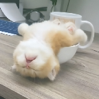 奶瓶视频官方版