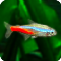 迷你水族热带鱼缸游戏
