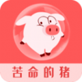 苦命的猪app