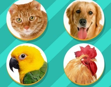 Pet Translator宠物对话翻译器app 1